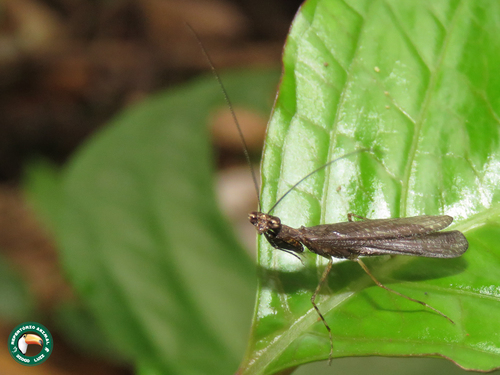 Bantia pygmaea · iNaturalist