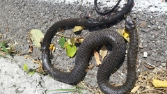 Hierophis viridiflavus carbonarius