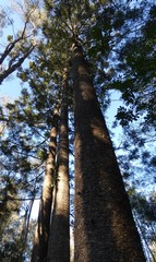 Araucaria cunninghamii