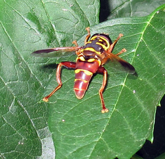 Meromacrus gloriosus