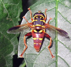 Meromacrus gloriosus