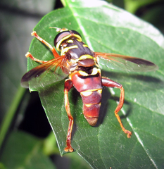 Meromacrus gloriosus