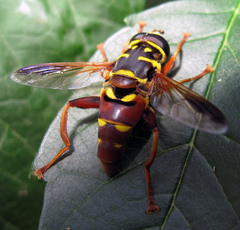 Meromacrus gloriosus