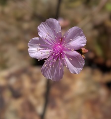 Cistanthe guadalupensis