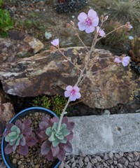 Cistanthe guadalupensis