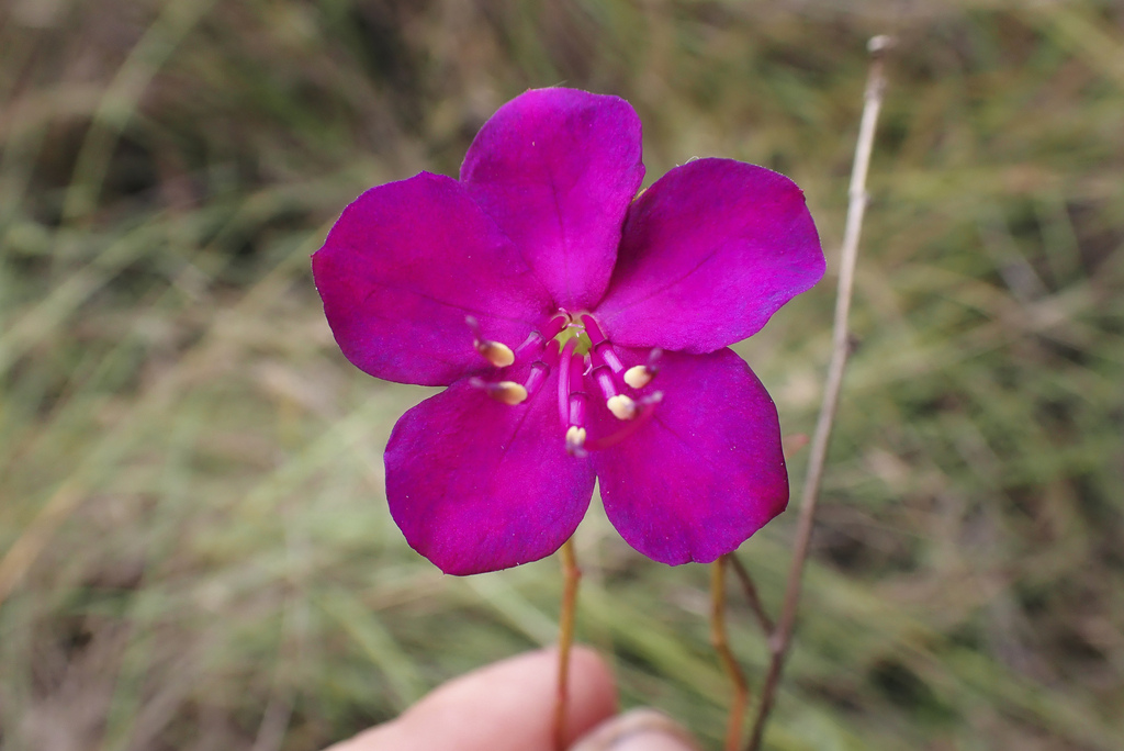 Rhynchanthera serrulata