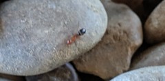 Camponotus discolor