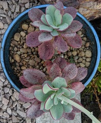 Cistanthe guadalupensis