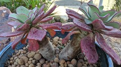 Cistanthe guadalupensis