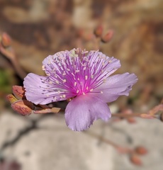 Cistanthe guadalupensis
