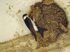 Delichon urbicum urbicum
