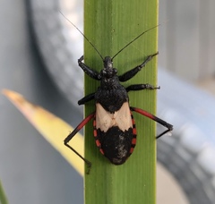 Microtomus purcis