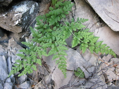 Cystopteris tasmanica