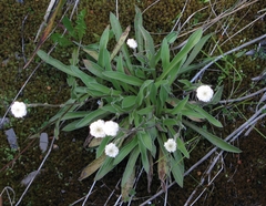 Craspedia uniflora