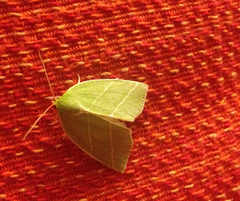Bena bicolorana