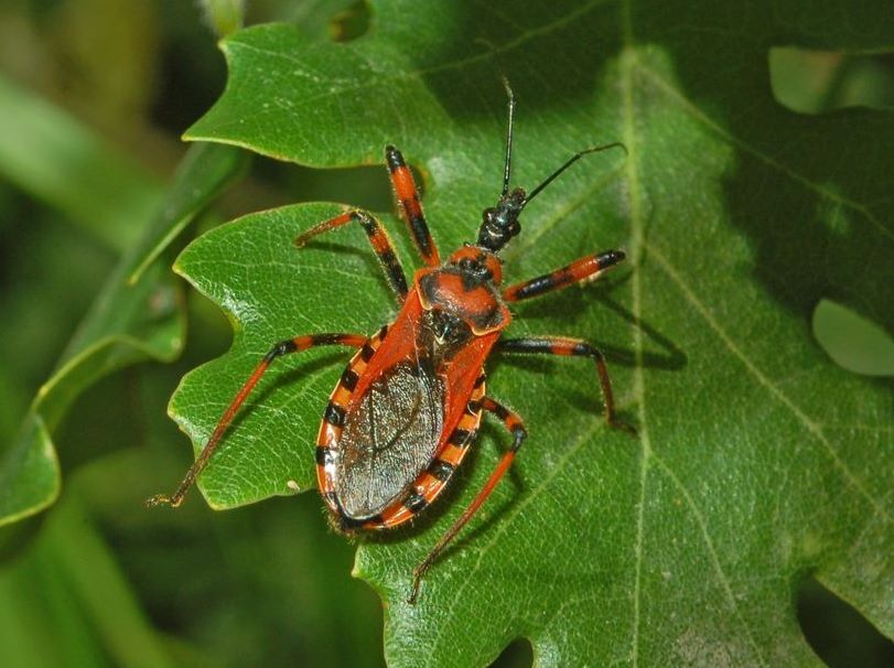 Rhynocoris rubricus