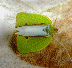 Salurnis marginella