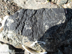 Hydropunctaria maura