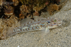 Bridled Goby photo 1