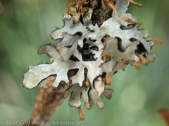 Hypotrachyna sinuosa