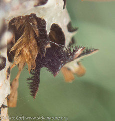 Hypotrachyna sinuosa