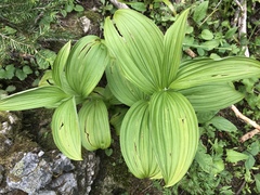 Veratrum viride eschscholtzianum