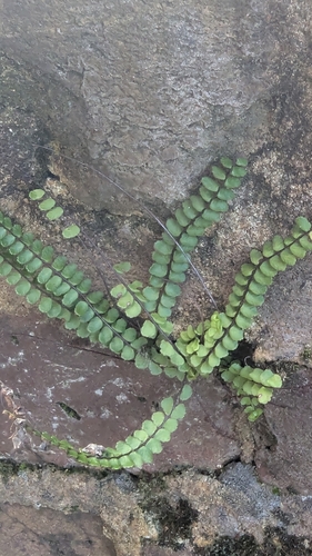 Asplenium quadrivalens, photograph 1