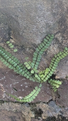 Asplenium quadrivalens, photograph Piermario Maculan, CC0, iNaturalist via GBIF