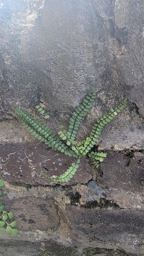 Asplenium quadrivalens, photograph 2