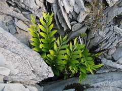 Asplenium lepidotum