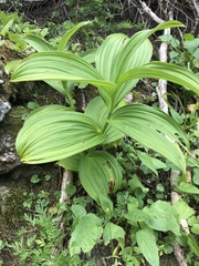 Veratrum viride eschscholtzianum