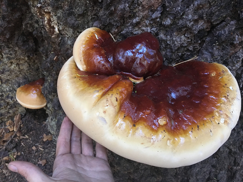 West Coast Reishi