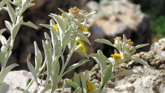 Pentanema verbascifolium