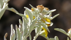 Pentanema verbascifolium