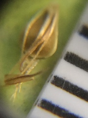 Rhynchospora glomerata glomerata