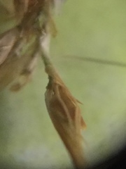 Rhynchospora glomerata glomerata