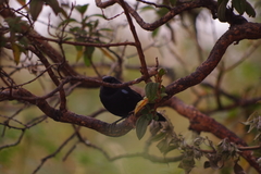 Diglossa lafresnayii