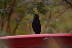 Diglossa lafresnayii