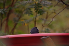 Diglossa lafresnayii