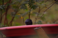 Diglossa lafresnayii