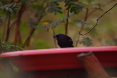 Diglossa lafresnayii