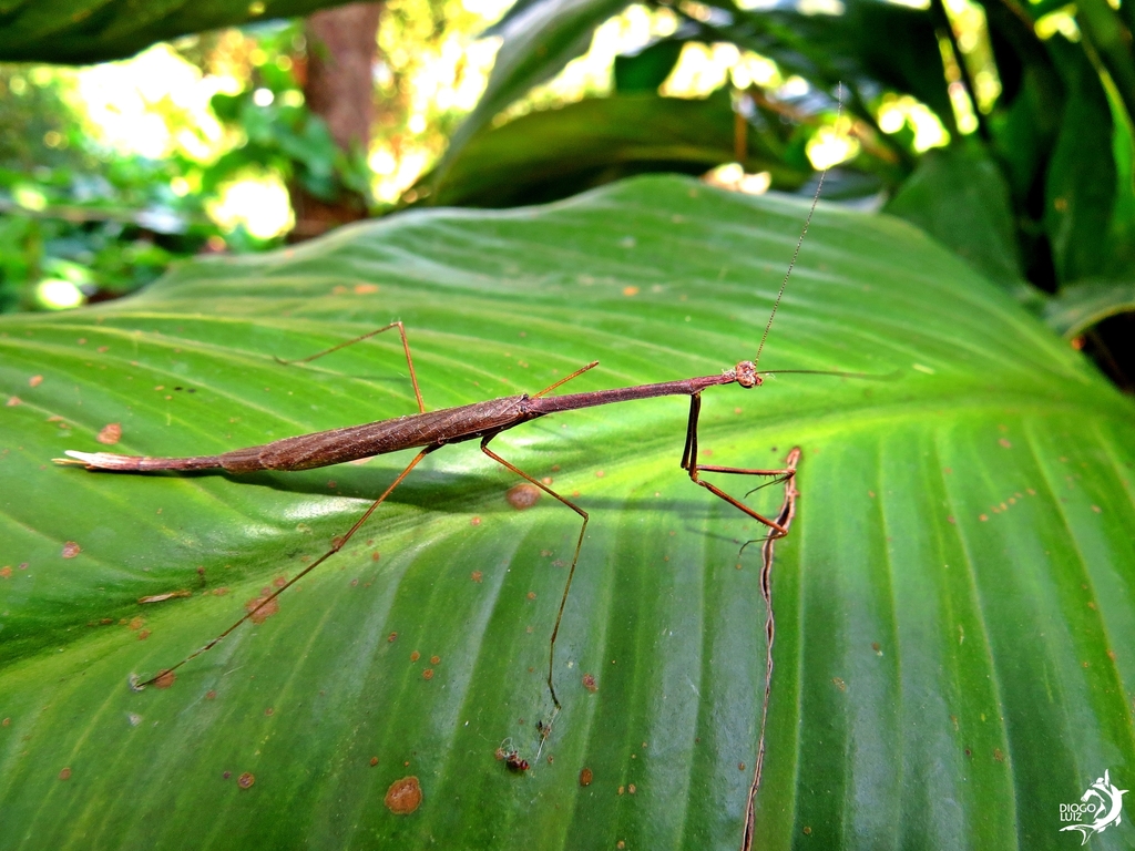 Thesprotia fuscipennis