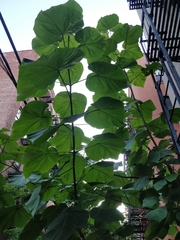 Paulownia tomentosa