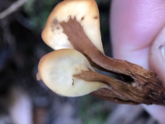 Spathulariopsis velutipes