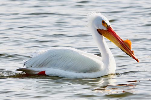 American White Pelican photographed in Illinois