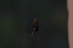 Dicladocera