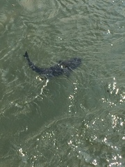 Steindachneridion melanodermatum