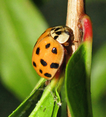 Harmonia axyridis