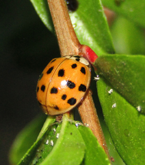 Harmonia axyridis