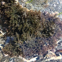 Splachnidium rugosum